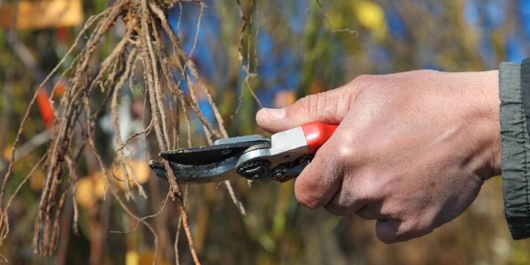 Kasım ayında hangi ağaçlar budanır? Sonbahardan kışa geçişte bu bitkiler coşacak! 4